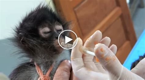 Image result for Bug Infested Baby Monkey