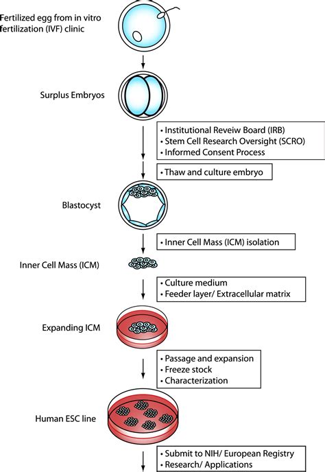 Stem Cell Process 的图像结果