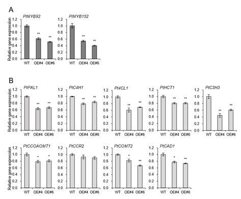 Patatin-Related Phospholipase AtpPLAIIIα Affects Lignification of Xylem ...