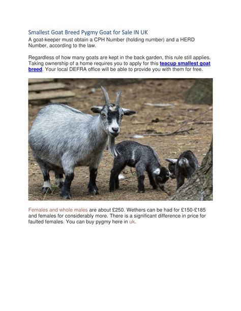 PPT - Smallest Goat Breed Which is smaller pygmy goat or Nigerian goat ...