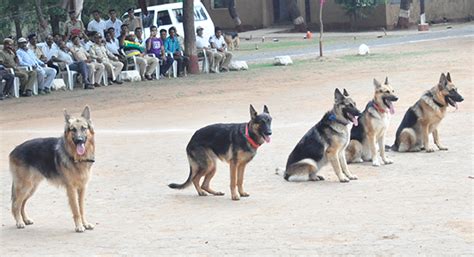 Meet India's newest anti-poaching warriors: 14 German Shepherds