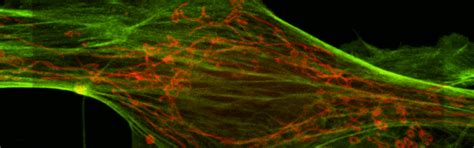 Cell Studies