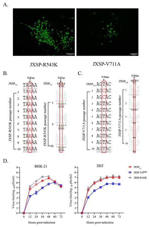 Amino Acid Substitutions in NS5 Contribute Differentially to Tembusu ...
