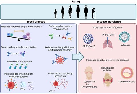 Frontiers | The Dynamics of B Cell Aging in Health and Disease
