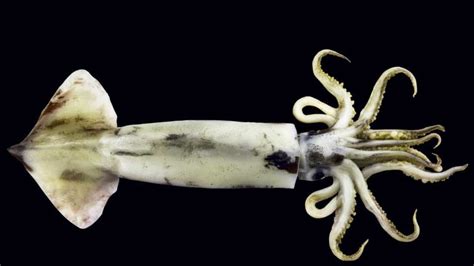 Male squid change mating strategies depending on month of birth ...