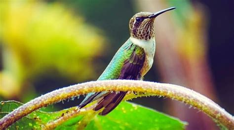 Image result for Aztec Hummingbird Warrior