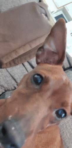 Image result for Meme JavaScript Eqal