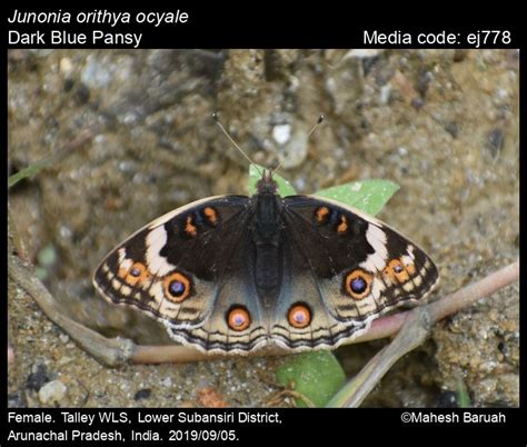 Junonia orithya | Butterfly