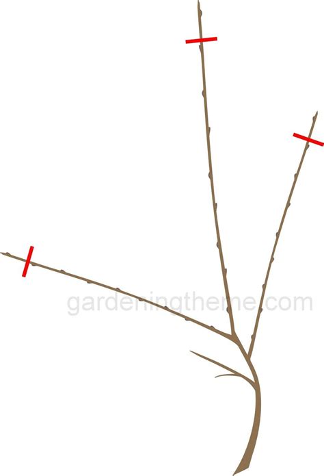 Apple Tree Pruning Guide 的图像结果