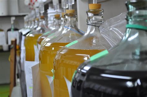 Wine Making Process 的图像结果