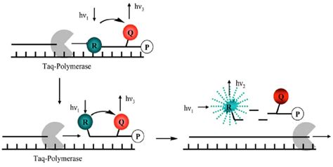 Image result for TaqMan Assay Signal Image Graph