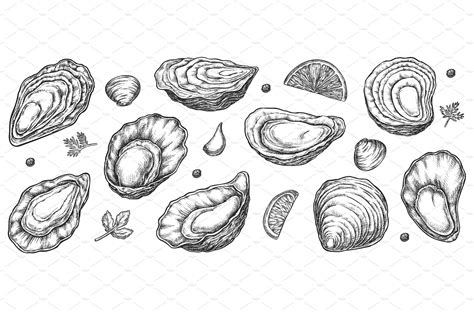 Sea oyster shell sketch isolated set – MasterBundles