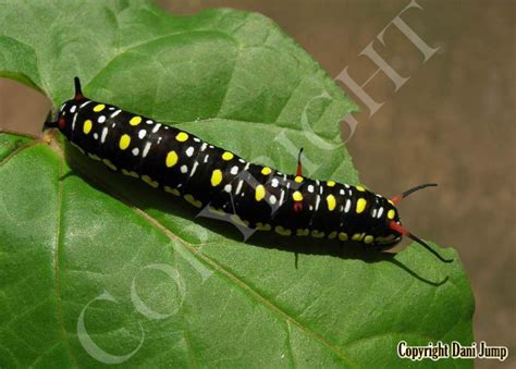 Image result for Butterfly Larvae