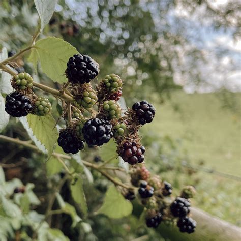 When are blackberries in season? Foraging tips | Slow Living LDN.