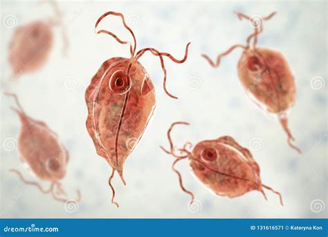 Trichomonas. Human Parasitic Protozoan. Outline Drawing Image. Royalty-Free Stock Photo ...