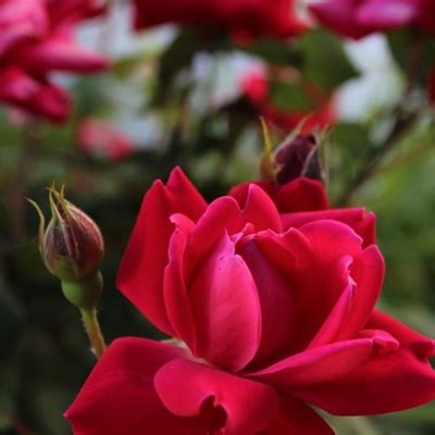 五颜六色的玫瑰鲜花微信头像图片-个性头像