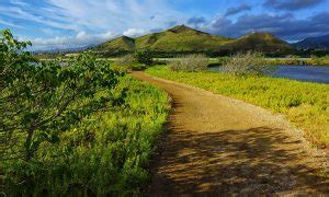 Image result for Java Sparrow Bird