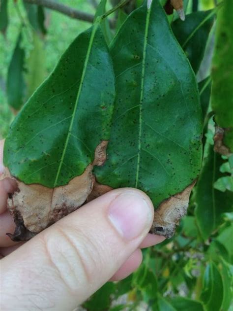 Image result for Lychee Tree Problems