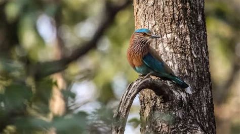 Now experience cycle safaris at Pench Tiger Reserve, Maharashtra ...