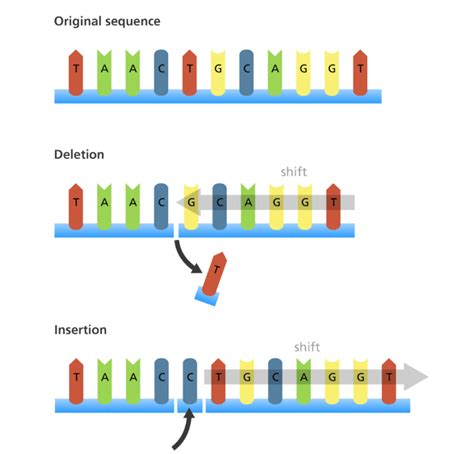 Crash Course DNA Mutations 的图像结果