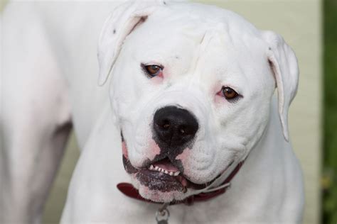 18 Iconic American Dog Breeds You Need to Know About