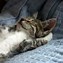 Image result for Unquie Cute Cats