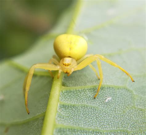Crab Spider Goldenrod
