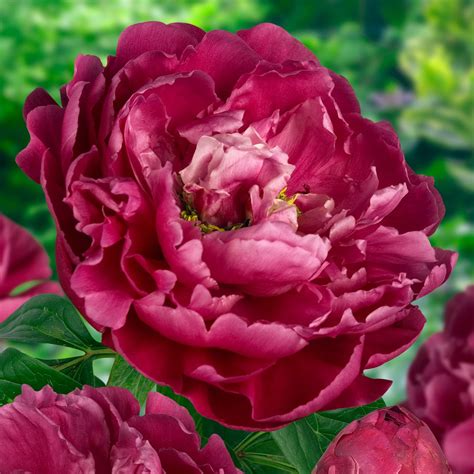 Karl Rosenfield Peony | Order your Peonies online | Bulbs Direct NZ