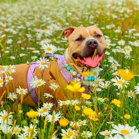 Image result for Why Do Dogs Fetch