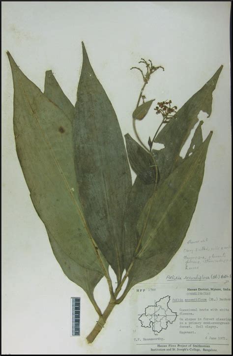 Herbarium JCB