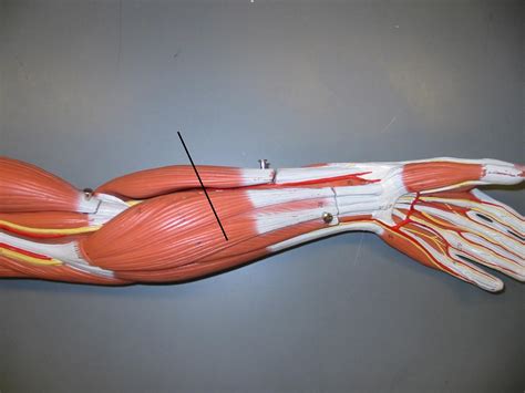 200.000 Yıllık İnsan Evriminin En Acayip Detaylarından Biri: Palmaris Longus - onedio.com