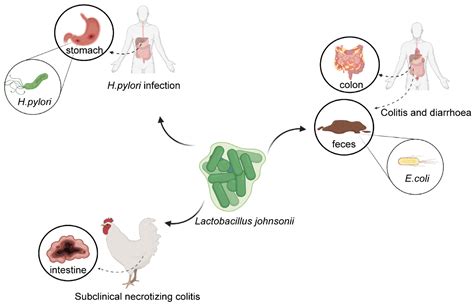 The Effects of Lactobacillus johnsonii on Diseases and Its Potential ...