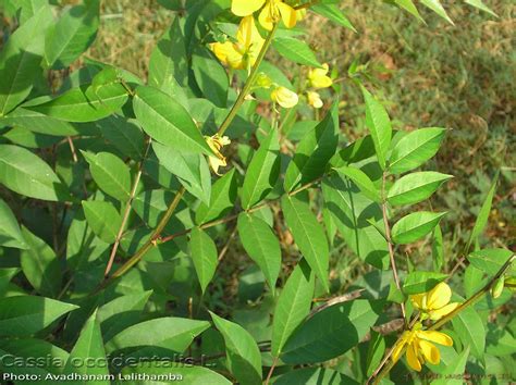 Medicinal Plants: Senna occidentalis Cassia occidentalis Kasintha Bari ...