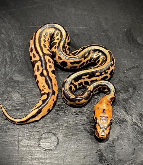 Image result for Cute White Ball Python