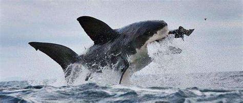 虎鲸vs大白鲨谁厉害？虎鲸和大白鲨吃什么食物 - 农敢网