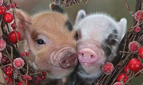 animal valentine pictures