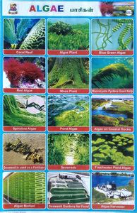 Algae School Project chart Stickers - Clickere