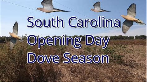 South Carolina Opening Day Dove Season - YouTube