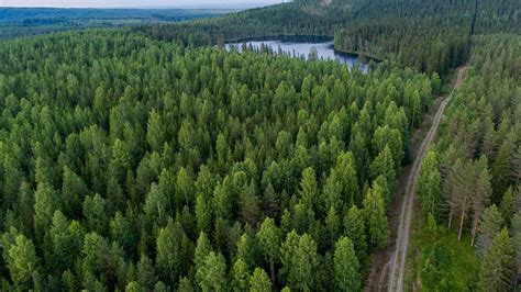 A diverse forest produces healthy trees | WISA PLYWOOD