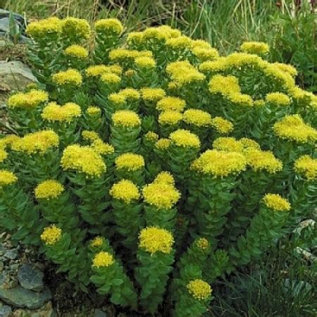 Родиола розовая, или золотой корень (Rhodiola rosea)