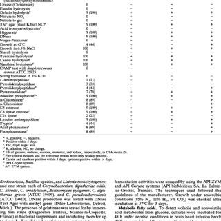 Image result for API Coryne