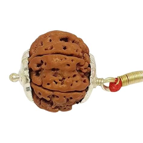 FINE GEMS Asli Ashtamukhi Rudraksha Original Certified Lord Ganesha ...