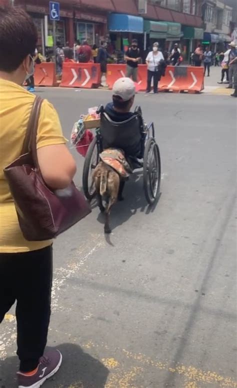 VIDEO: Perrito sorprende en TikTok por empujar la silla de ruedas de su ...