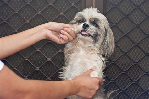 Back Ache: Back Ache Home Remedy