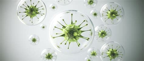 Top 10 Surprising Health Benefits of Betel Leaf