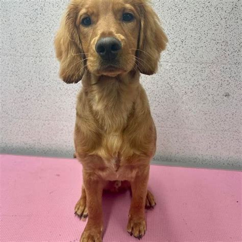 Image result for Cockapoo Haircut Styles