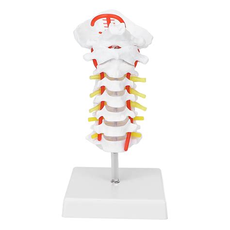 Buy Human Cervical Vertebra Model, Science Teaching Spine Nerves ...