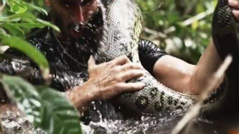 Python Frisst Eine Anakonda 的图像结果