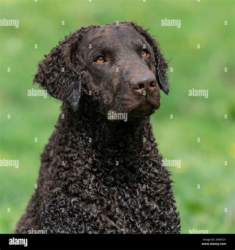 Curly Coated retriever dog Stock Photo - Alamy