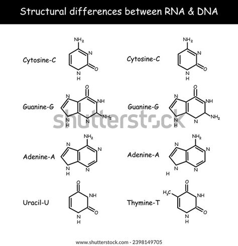 RNA 的图像结果